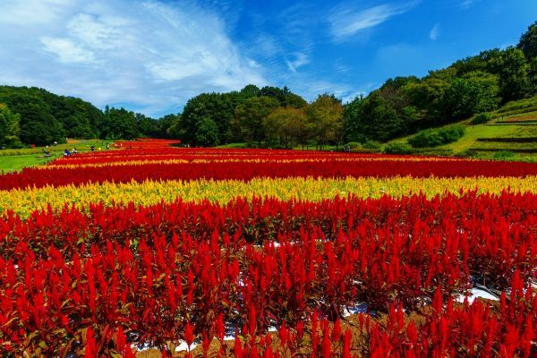 3年ぶりに園内最大の面積がある運動広場花畑で「羽毛ゲイトウ」をお楽しみください