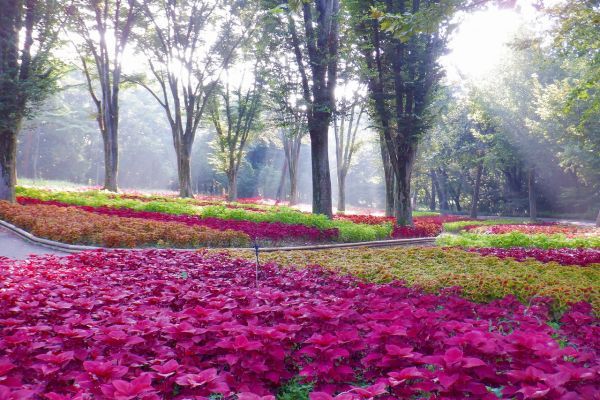 『公園・庭園樹園 こもれび花畑』では木陰の中、色鮮やかな「コリウス」が広がります