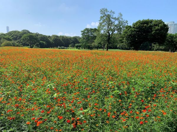 開花状況（2023年8月19日撮影）