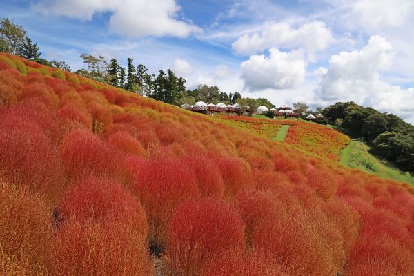 マザー牧場 紅葉コキア