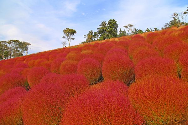 マザー牧場 紅葉コキア3