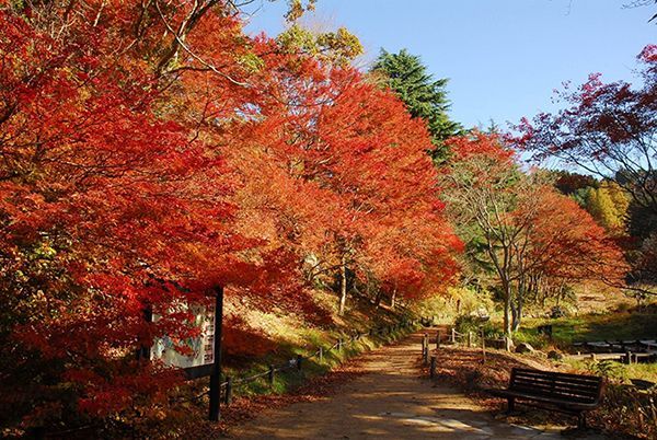 六甲高山植物園の紅葉
