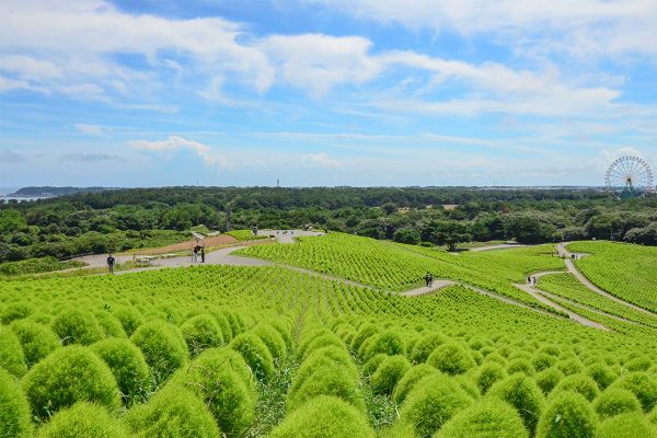 ひたちなか市で一番標高の高い『みはらしの丘 第3頂上』からは丘全体を見渡すことができます（撮影日：2024年8月15日）