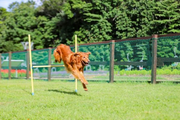 広々としたドッグラン