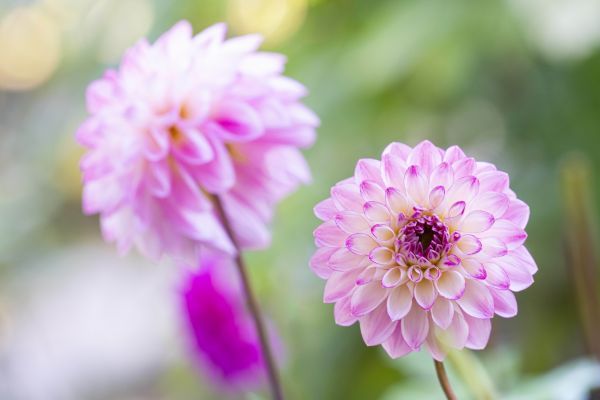 花姿多彩なダリア