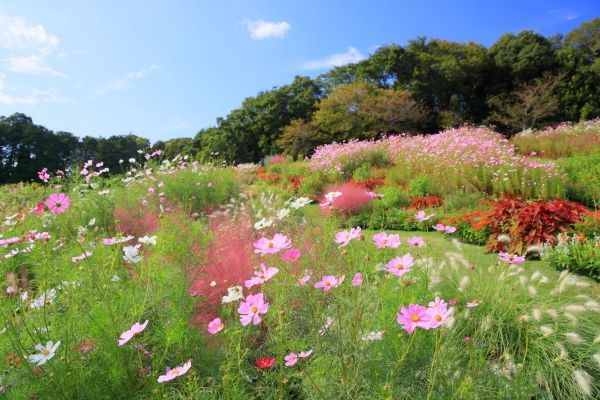 横浜の花で彩る大花壇