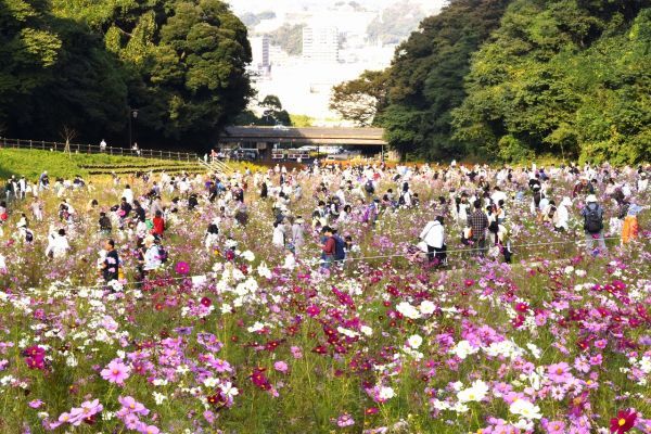 コスモス無料花摘み大会