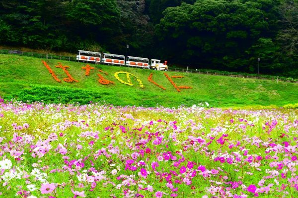 横須賀市くりはま花の国