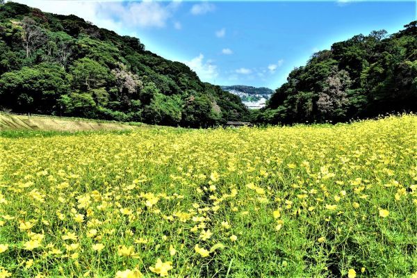 9月は花畑の手前や奥側で「レモンブライト」や「ロードスカーレット」の区画が開花しています