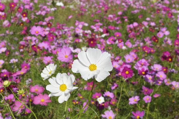 センセーション（10月上旬～開花見込み）