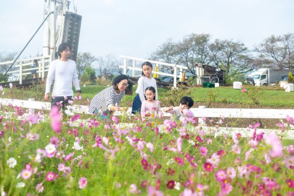 佐倉コスモスフェスタイメージ２