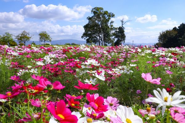 南エリア（秋の花畑）