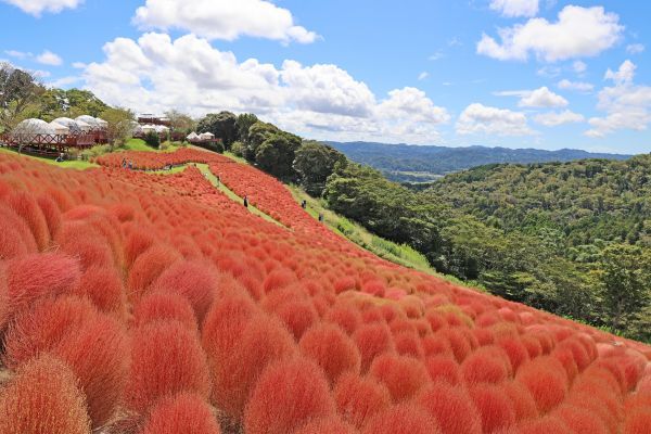 2023年のコキア紅葉の様子