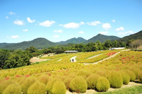 9月上旬～中旬　くすみグリーンが目に優しい風景が楽しめます。（過去9月24日撮影）