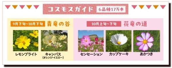 コスモスの開花時期は例年の目安です。最新の開花情報は公園ホームページもしくはSNSをチェック！