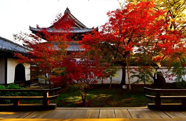 華と光の東本願寺 秋の特別拝観