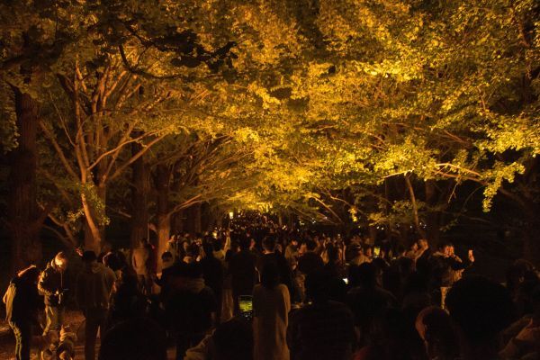 黄葉のピークに合わせ、多くの方が来園されます　※写真は昨年の様子