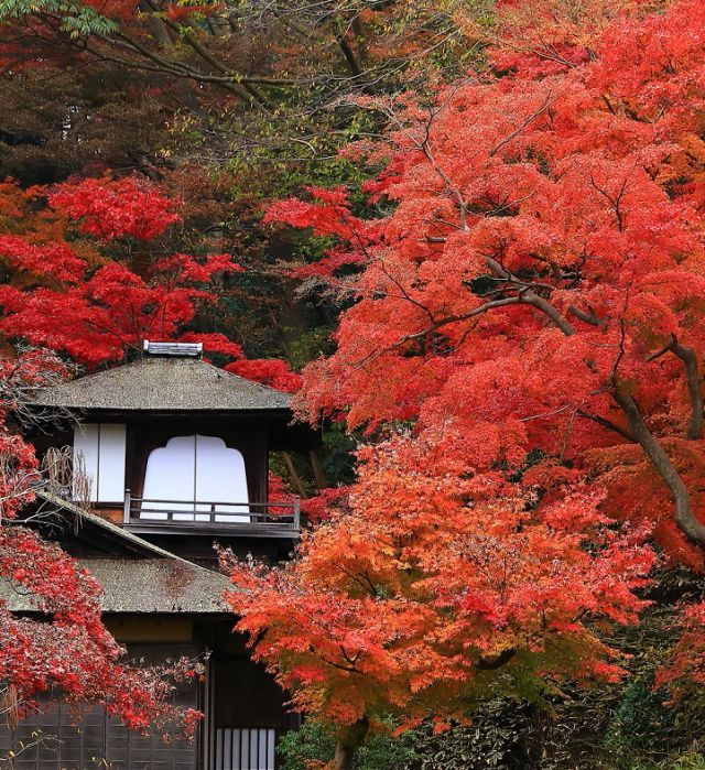 昼の内苑　　聴秋閣と紅葉