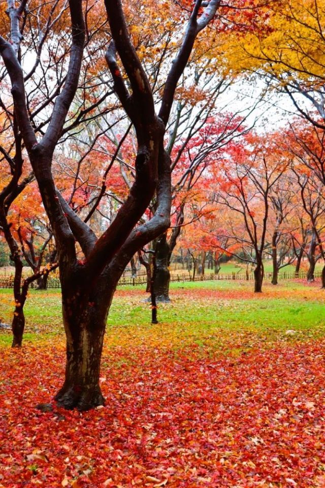 【かえで園】見頃：12月上旬