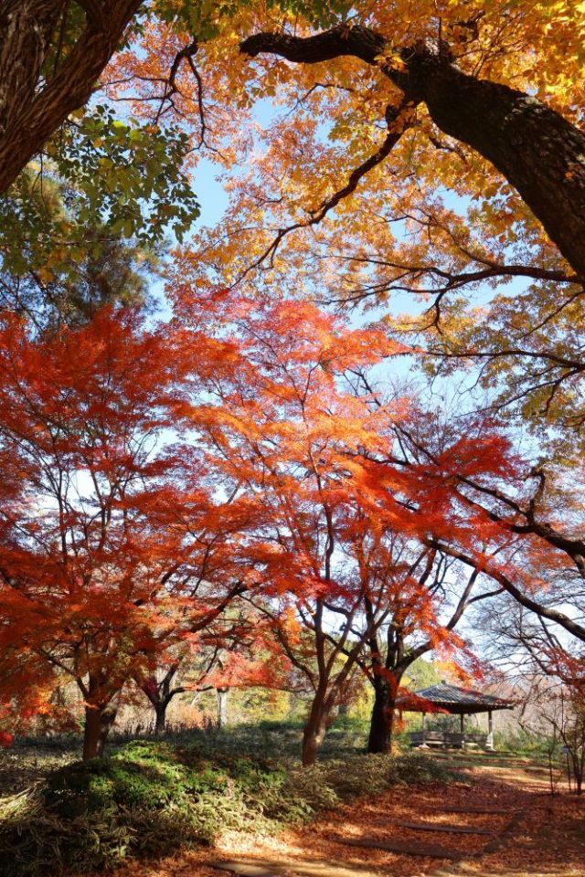 【築山のカエデ】見頃：12月上旬