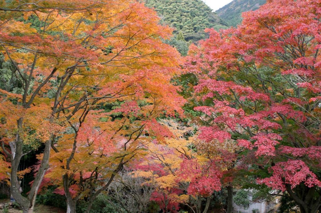 丸山公園