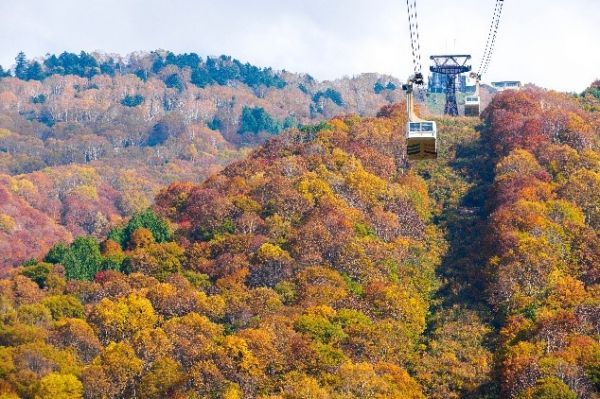 目下一面に広がる紅葉の絨毯