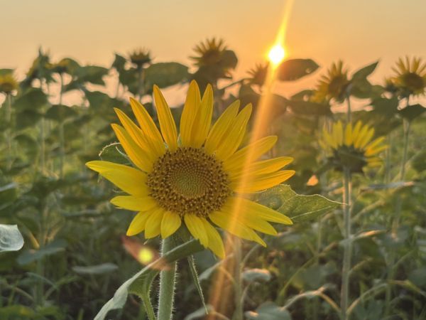 9月に咲くヒマワリ　夕暮れ時の様子　※2025年9月18日撮影