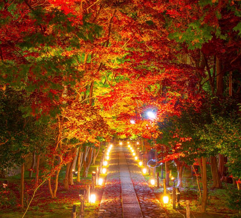 鹿王院夜の特別拝観
