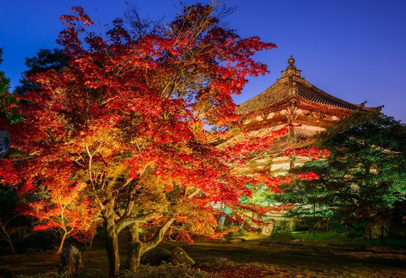 鹿王院夜の特別拝観2