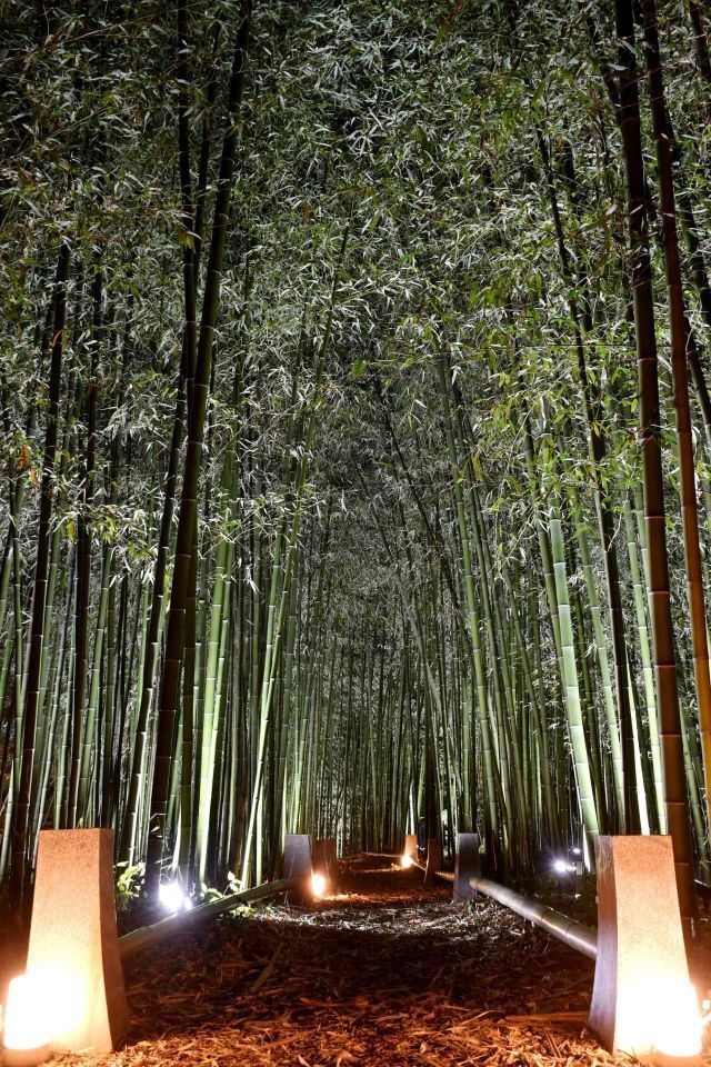 鹿王院夜の特別拝観6
