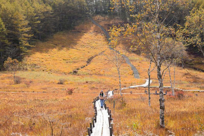 入笠湿原の草紅葉（〜11月上旬）