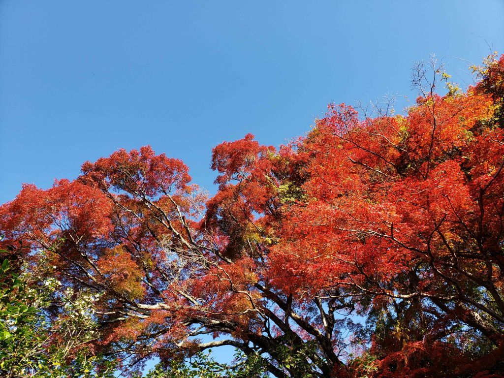 霊鑑寺4