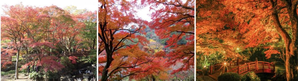 熱海梅園もみじまつり