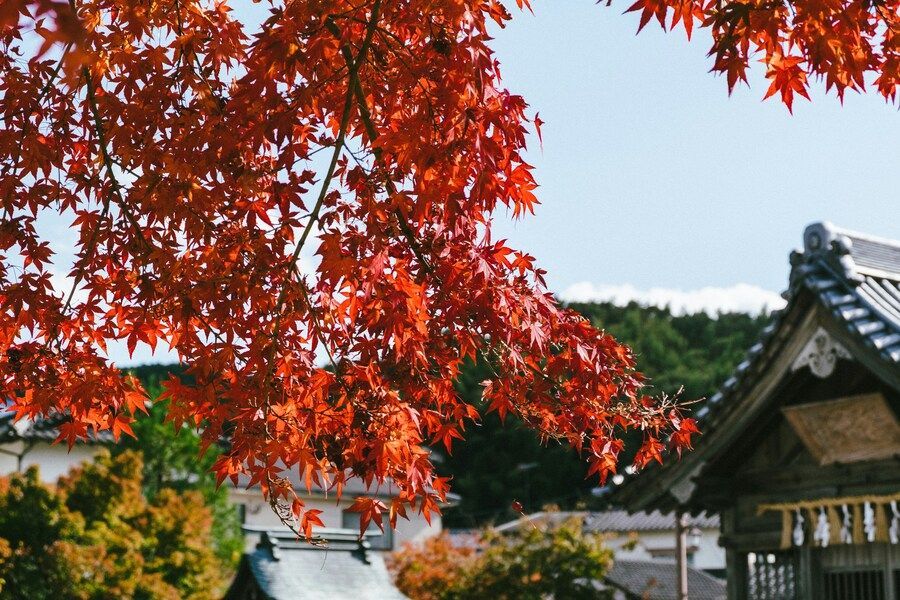 紅葉旅行