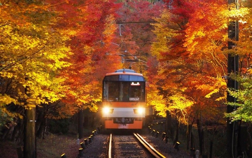 「もみじのトンネル」を走行する展望列車「きらら」ライトアップ