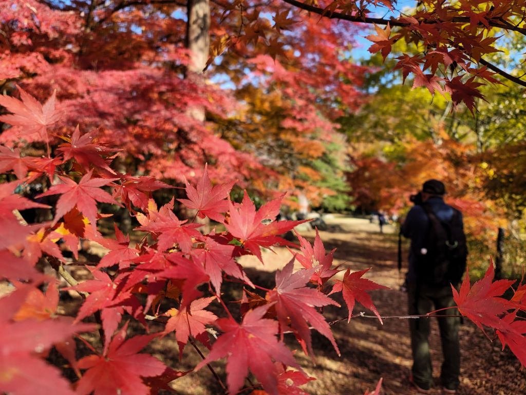 紅葉に包まれる嵐山渓谷