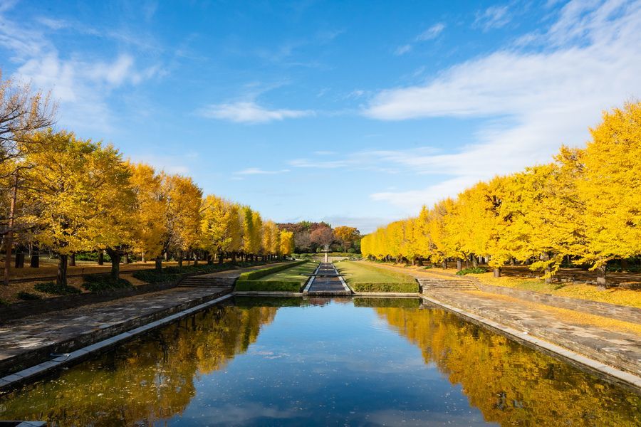 黄葉・紅葉まつり