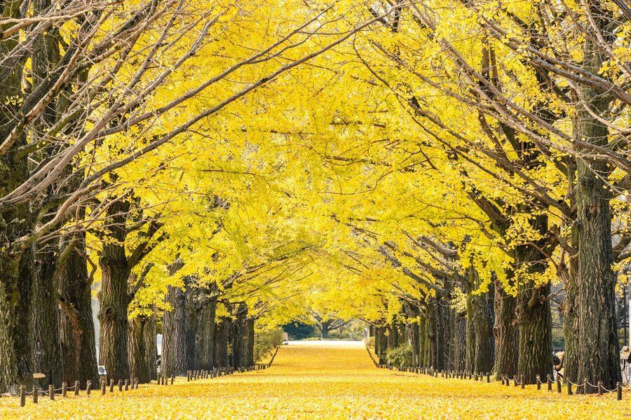 黄葉・紅葉まつり2