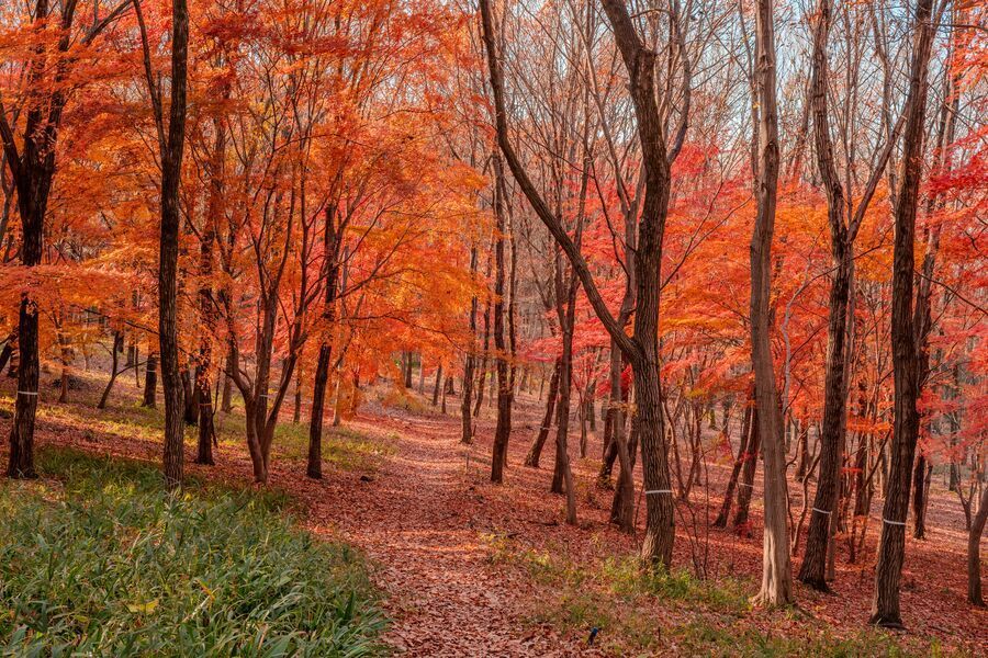 黄葉・紅葉まつり3