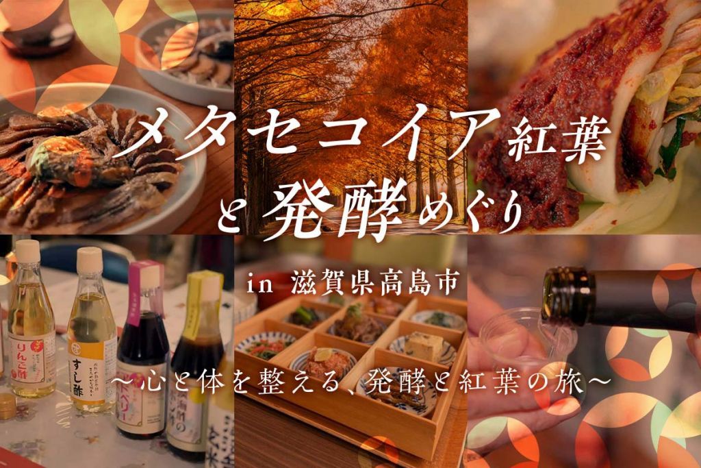 『メタセコイア紅葉と発酵めぐり in 滋賀県高島市』