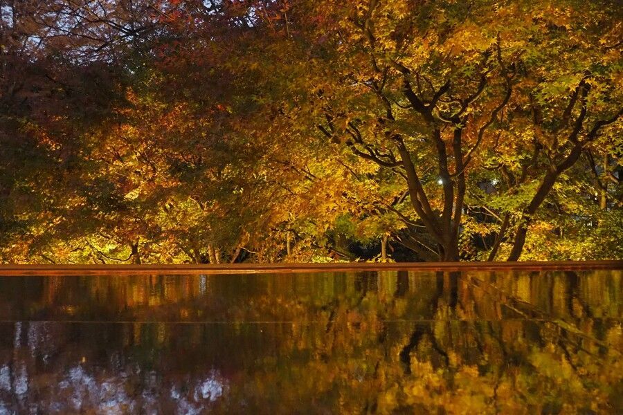 夜間特別開園 紅葉とたてもののライトアップ3
