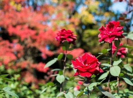 紅葉とバラ、和と洋の秋