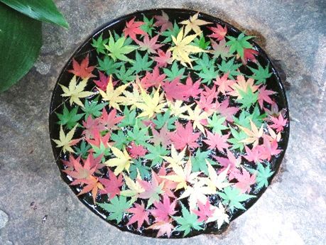 紅葉とバラ、和と洋の秋2