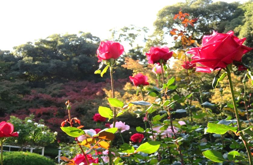 紅葉とバラ、和と洋の秋3