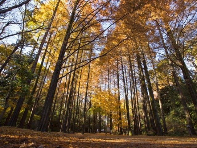 メタセコイアの並木道