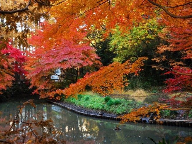 メタセコイアと奥の池