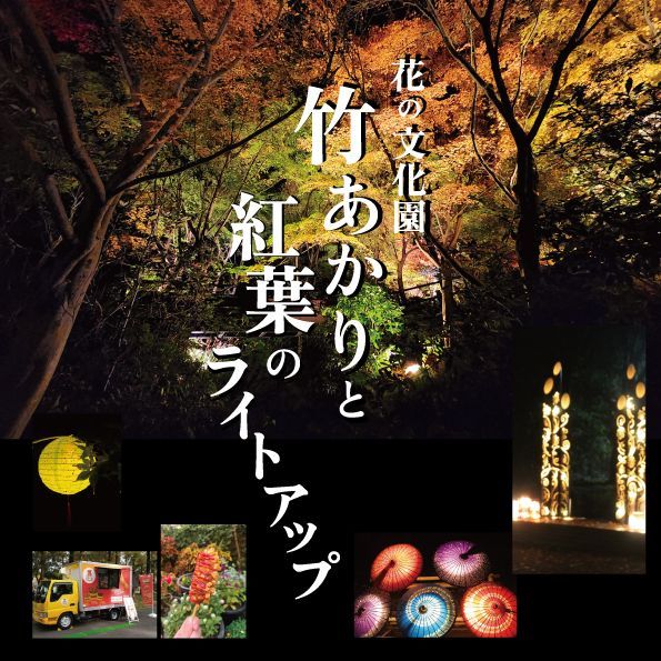 竹あかりと紅葉のライトアップ2
