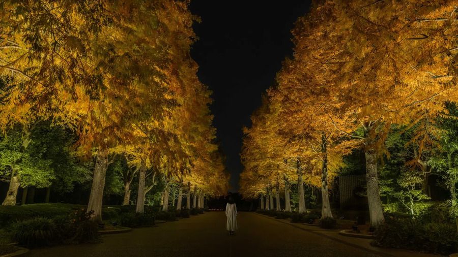 チームラボ《ラクウショウ並木》© チームラボ