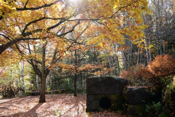 足元まで彩る紅葉：10月上旬～11月上旬（園内各所）