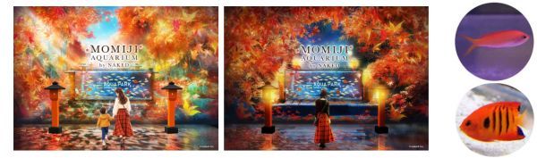 舞紅葉の物語／上：アカネハナゴイ　下：フレームエンゼルフィッシュ　※イメージ
